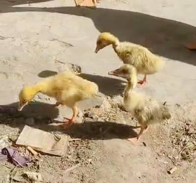 goose big duck chicks