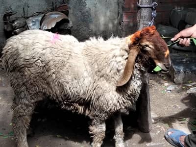 pure Desi chatra for sale ghar ka pala hy