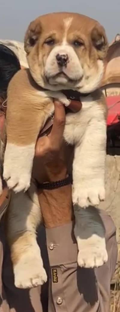 Alabai | King alabai | alabai puppies pair | alabai dog for sale