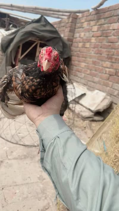 aseeel murgha forsale