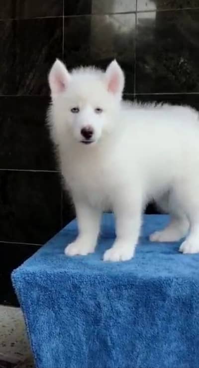 Siberian Husky Fore sale