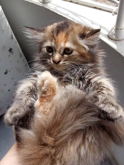 Persian kittens for sale2