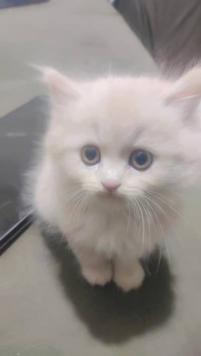 persian kitten
