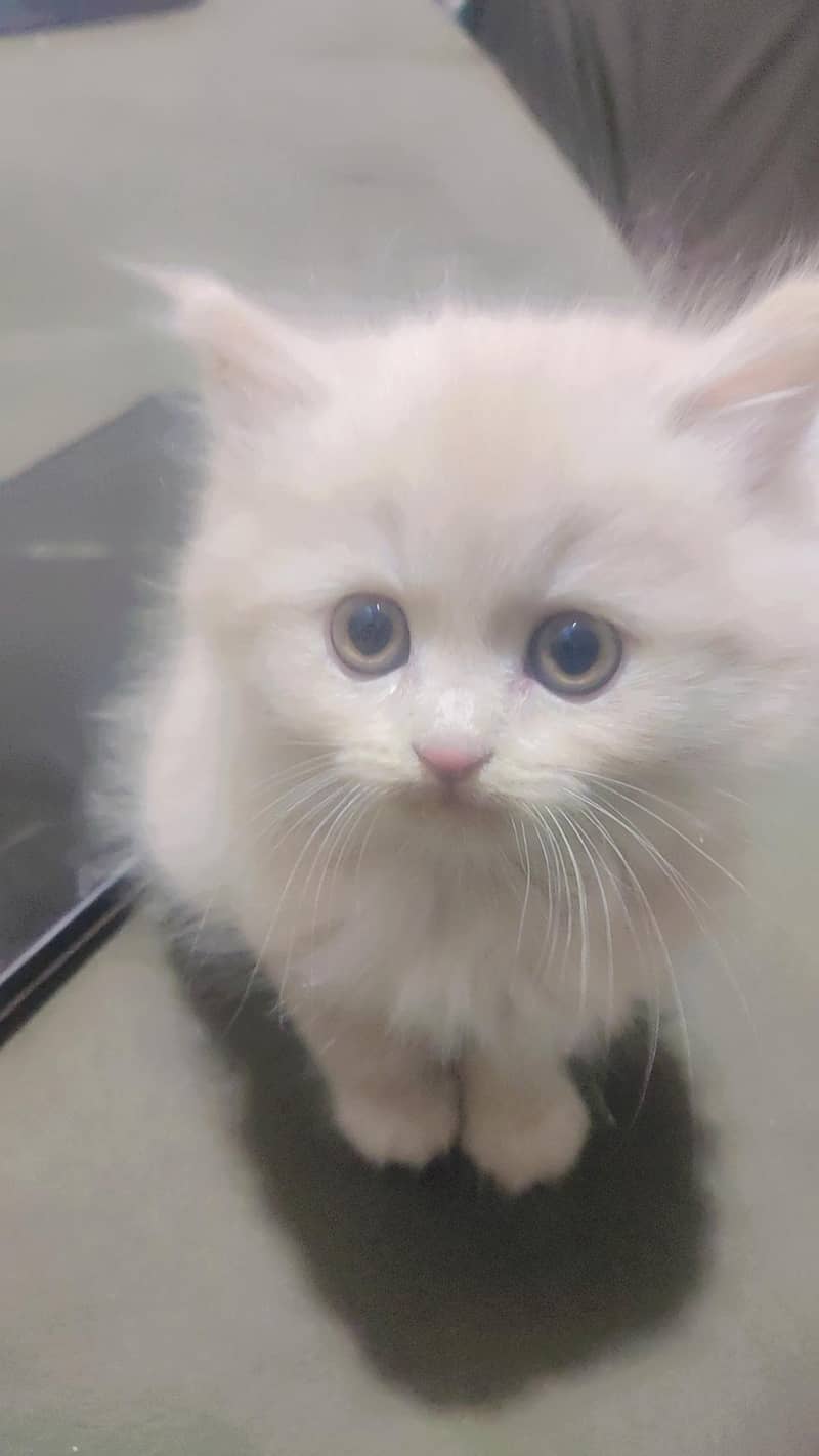 persian kitten 0