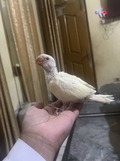 Creamino chicks |  Creamino |  home breed | handtame chicks |