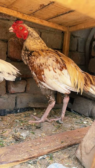 aseeel murgha forsale