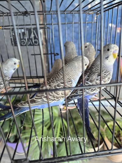 Dunfellow Splits & Rainbow Budgies