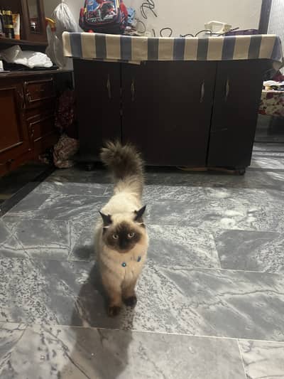 Himalayan male cat