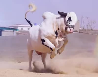 CATTLE FARM DAIRY FARM