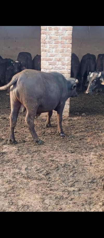 Kata for sale demand 2 lakh