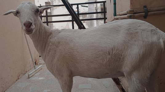 Bakri For Sale