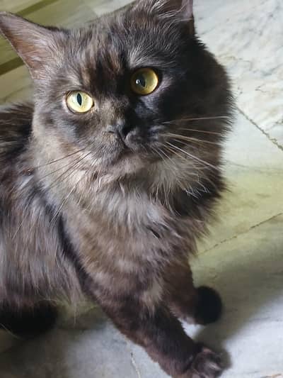 Cute & Healthy Cat for Sale 