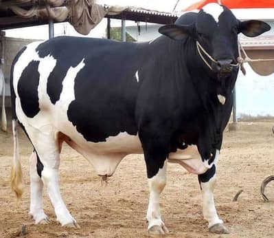 Cattle Farm Goat farm Dairy Farm Farm House