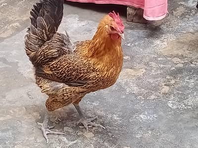 GOLDEN MISRI FEMALES