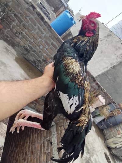 mushka choozy h bht achi quality k h