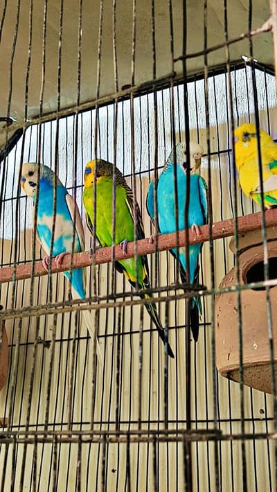 Complete Setup For Sale