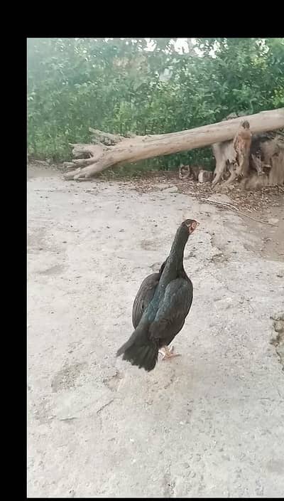 Aoa mushkil madi black Heera phata and topla murga