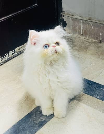 CFA Bloodline Odd Eyes Peke Face Kitten