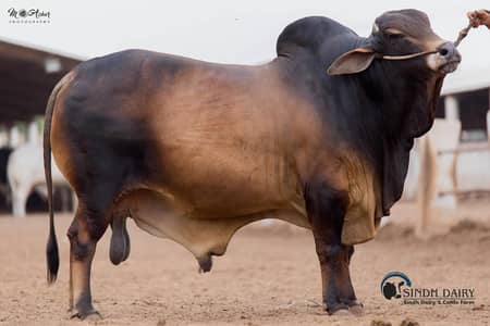 CATTLE FARM DAIRY FARM