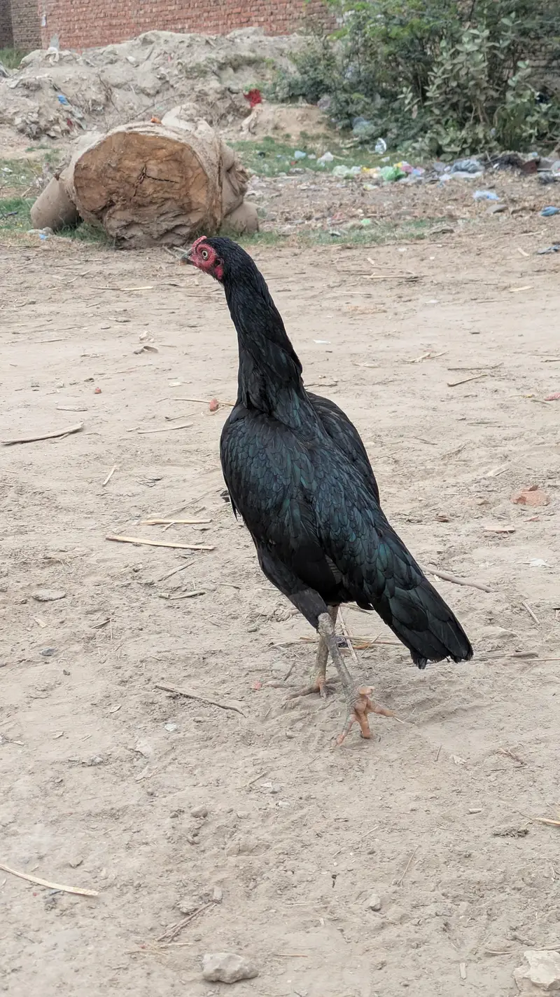 Mushki murgi — photo 2