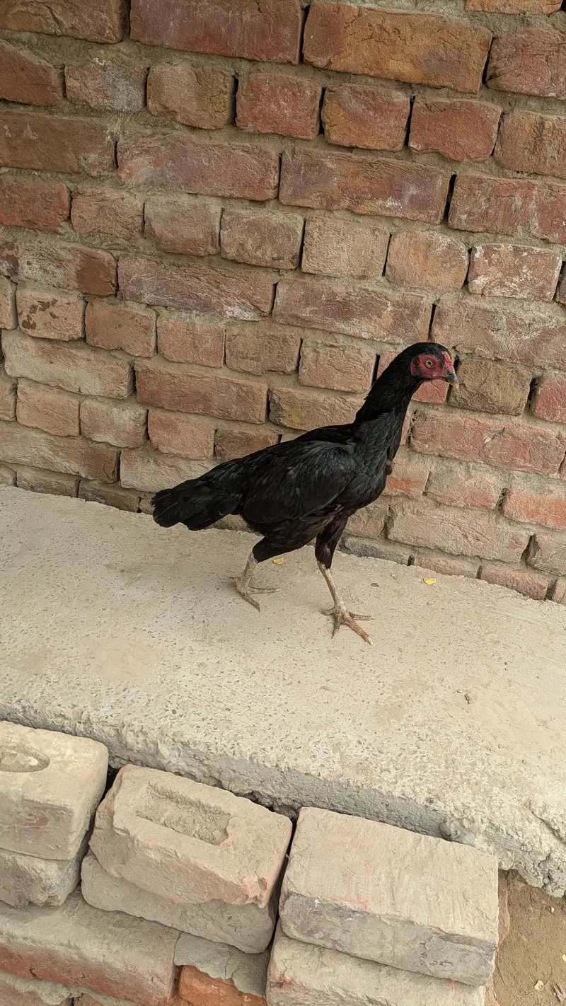 Mushki murgi — photo 3