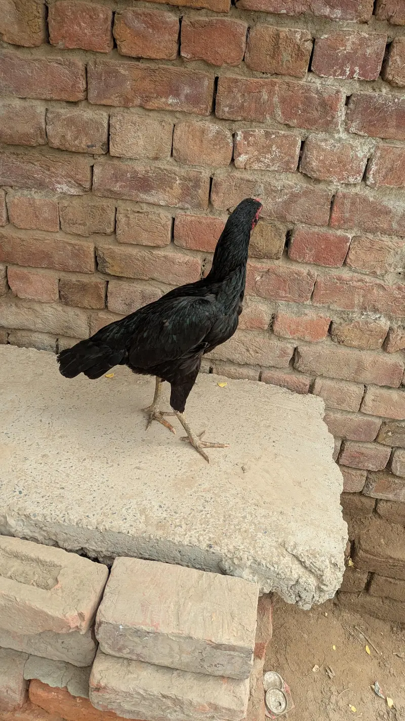 Mushki murgi — photo 4