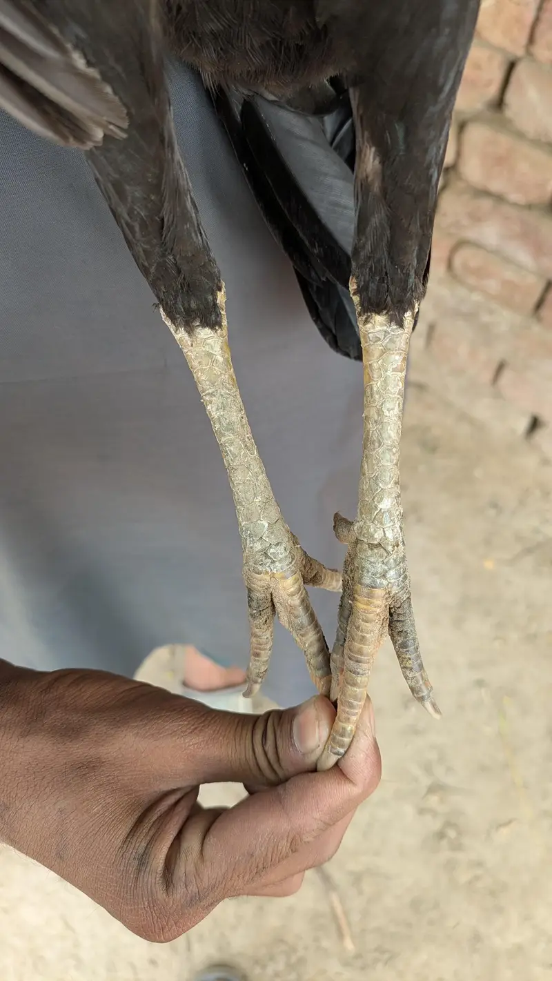 Mushki murgi — photo 7