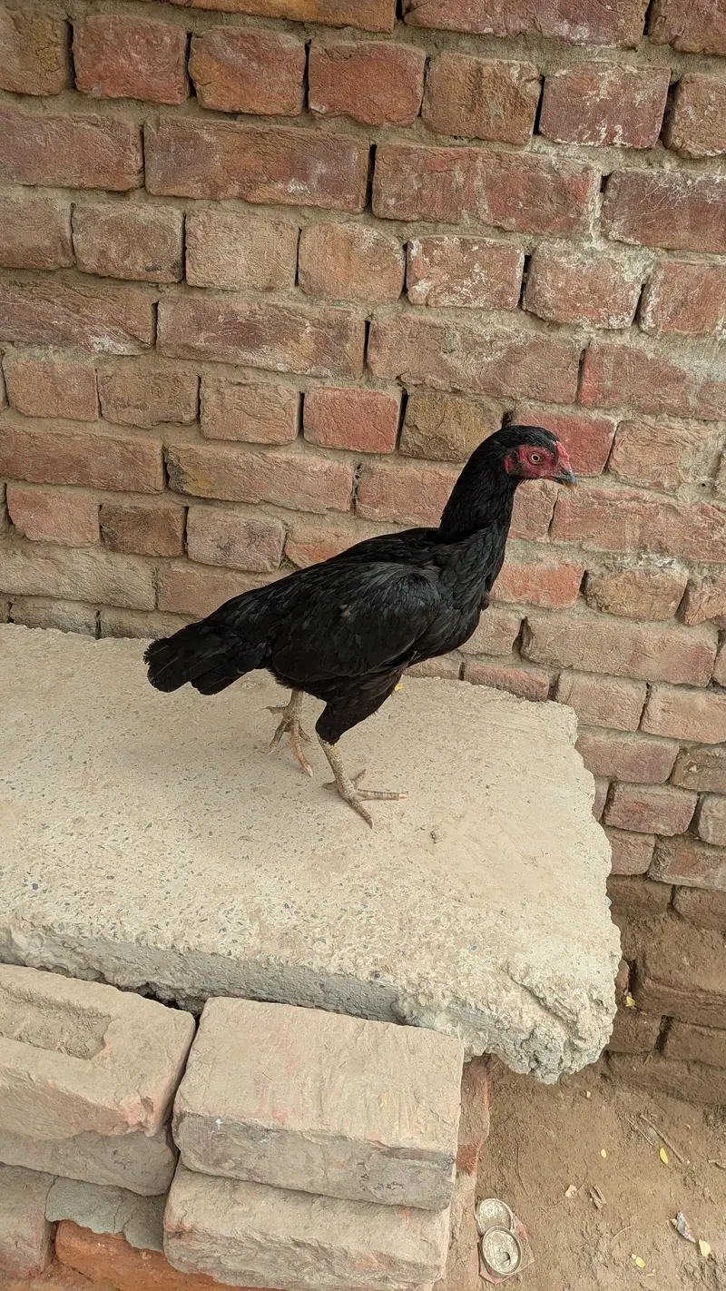 Mushki murgi — photo 8