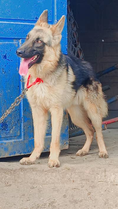 German Shepherd dog 8 manth ka hai
