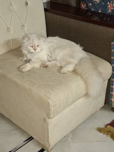 Persian female cat