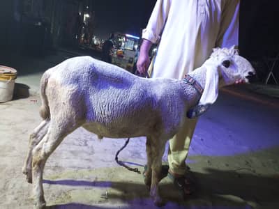 Kajla chatra qurbani 2026 A+ quality