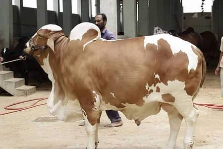 Cattle Farm Plots Farm House Plots Dairy & Goat Farm Plots