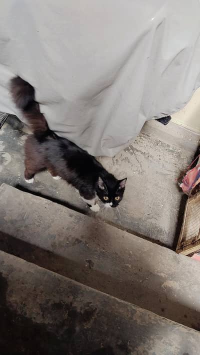 Persian cat for sale