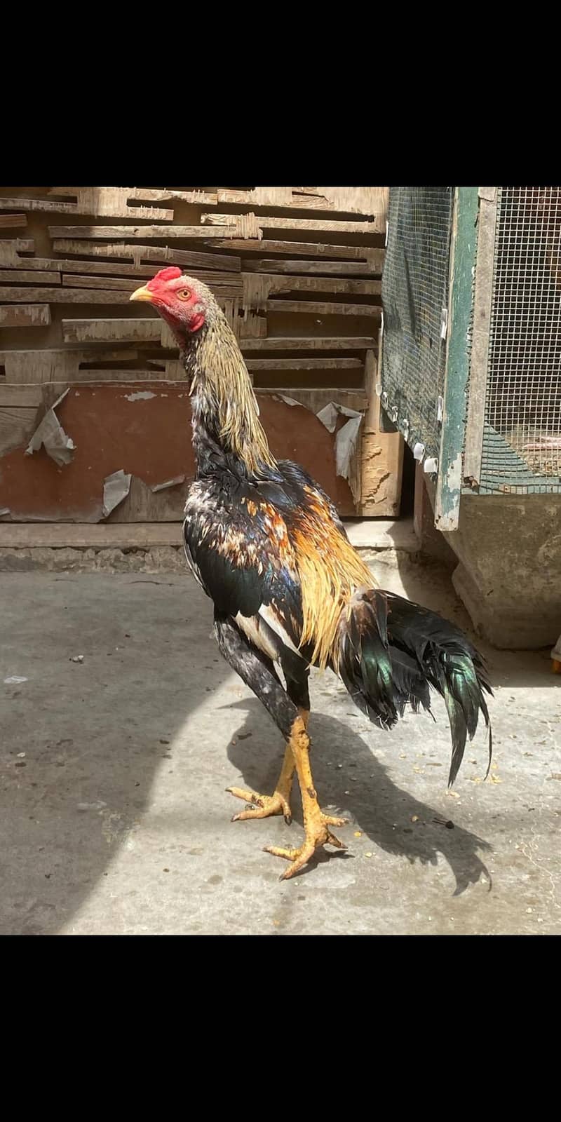 aseel java murga full active an healthy 0