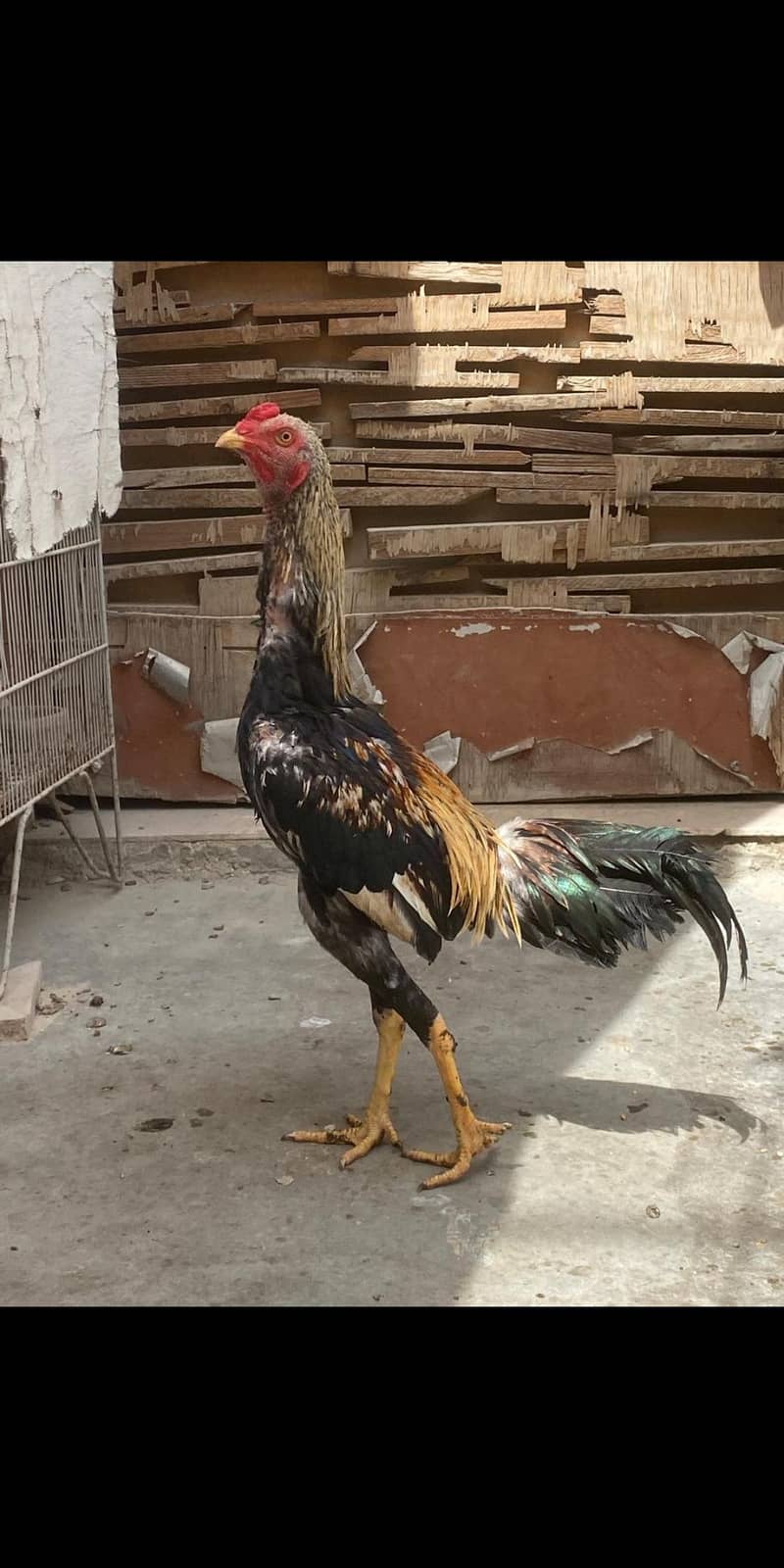 aseel java murga full active an healthy 1