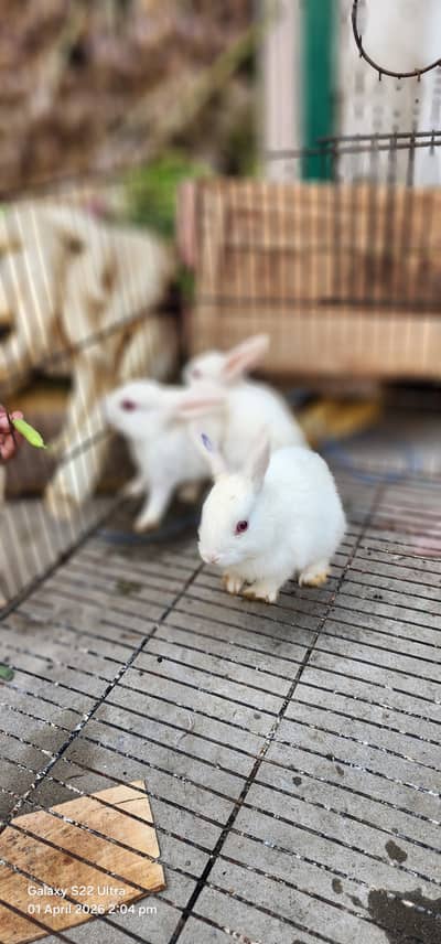 3 red eyes Bunnies local desi