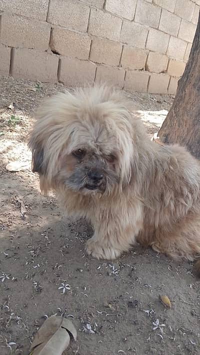 shitzu pure long coat