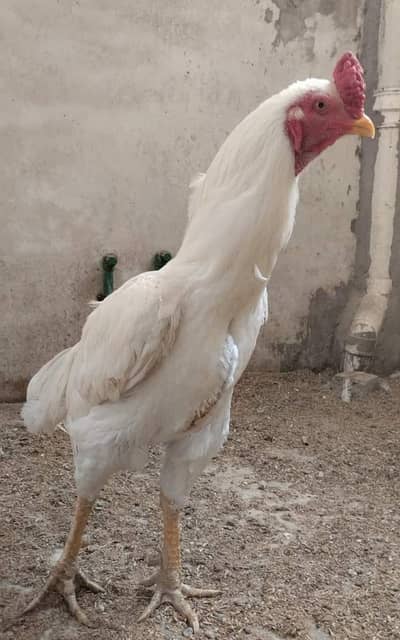 Shamoo Cross Aseel Heera Chicks