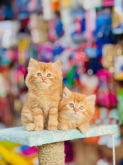 Triple Coated Persian Kittens