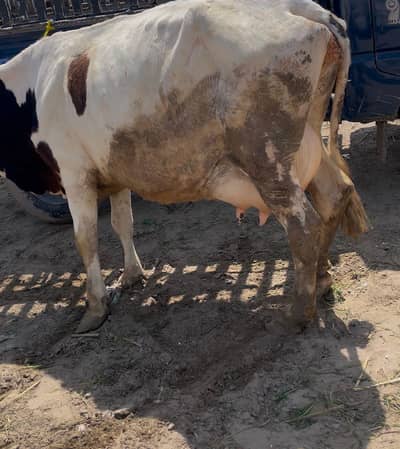 cow 15 liter sth bachra 15 din ki soi hoi ha whatsapp 03495416864
