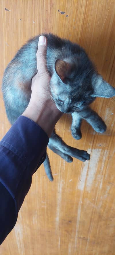 persian single coat very playfu funl and loving cat