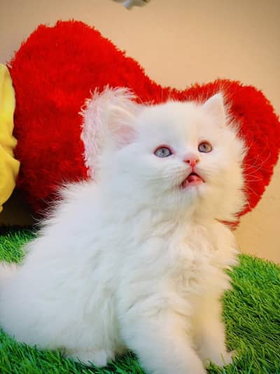 Persian cat for sale my WhatsApp number 0329-70-46-121