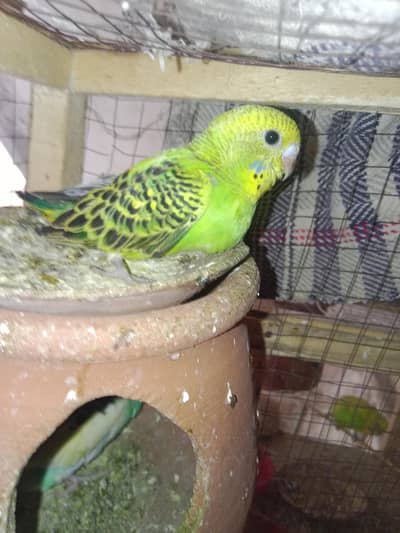 Pairs of  budgie with the low price