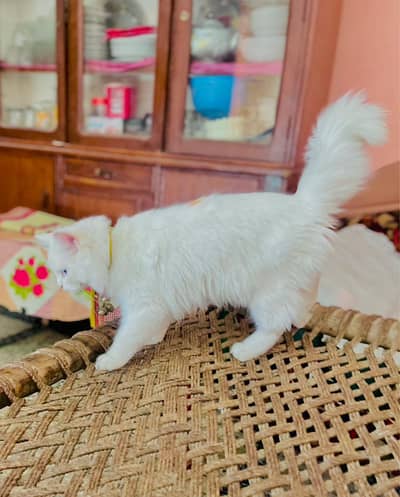 Persian cat  Male