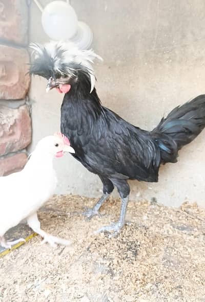 black polish white Japanese