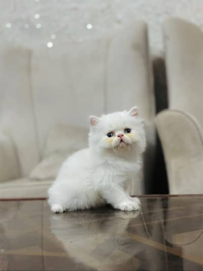Persian cat for sale my WhatsApp number 0329-70-46-121