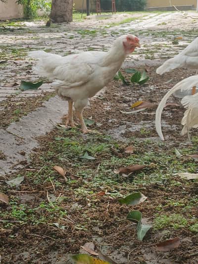 aseel kandari pair for sale