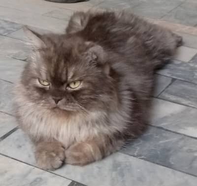 Persian Male Cat For Matting/Cross Bahawalnagar
