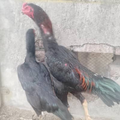 pure black German shamo