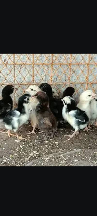 Pure Aseel Sindhi Chicks